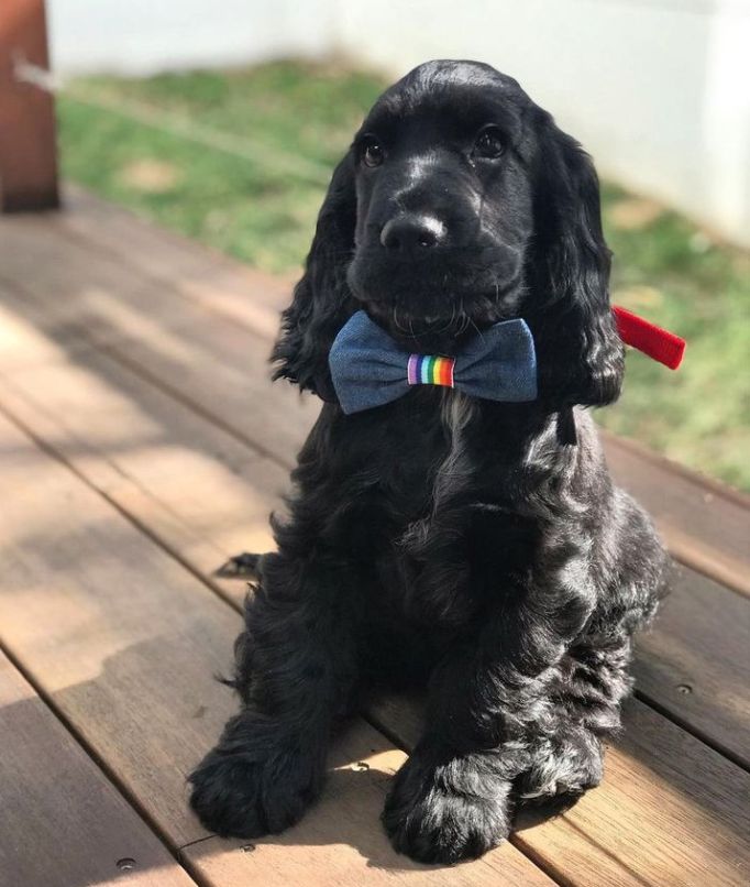 In Astris - Comment choisir son éleveur canin?